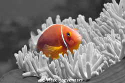 Pink Anemonefish by Mark Hoevenaars 
